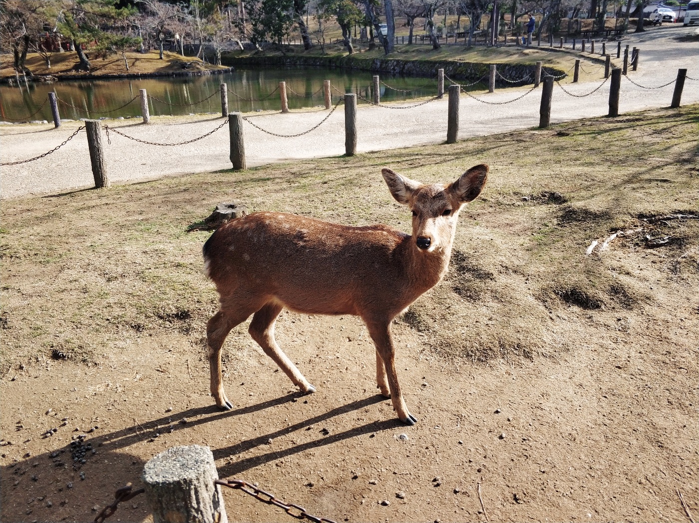 第五日